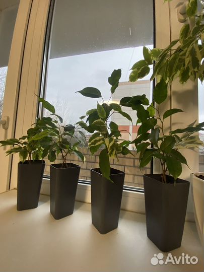 Фикус бенджамина
