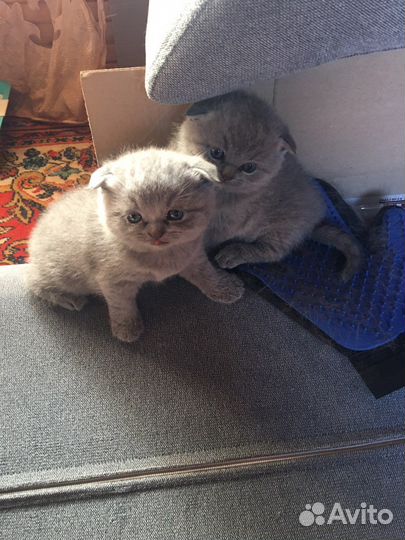 Британские котята