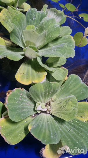 Растения пистия