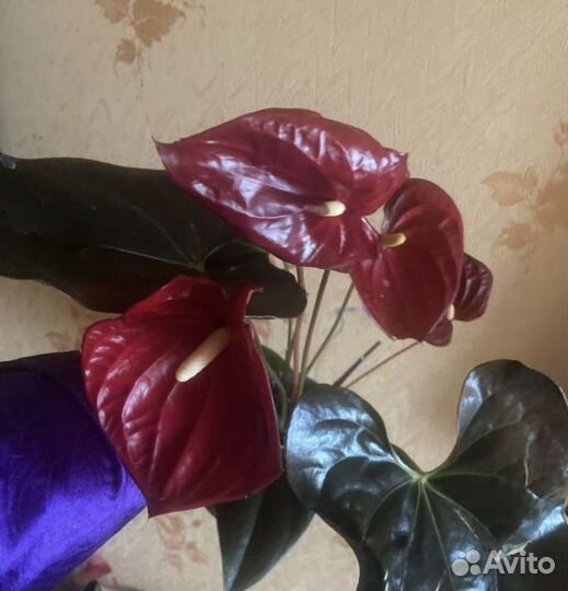 Антуриум обновление ассортимента