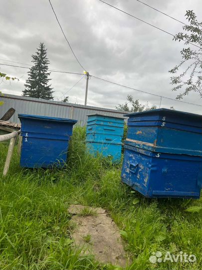 Ульи с пчëлами