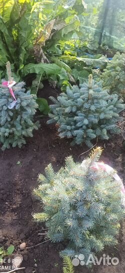 Голубая ель
