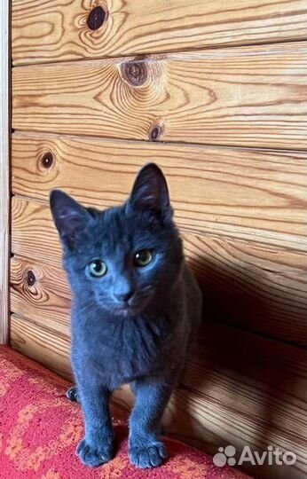 Ласковый котенок в добрые руки