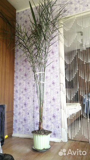 Пальма Финиковая