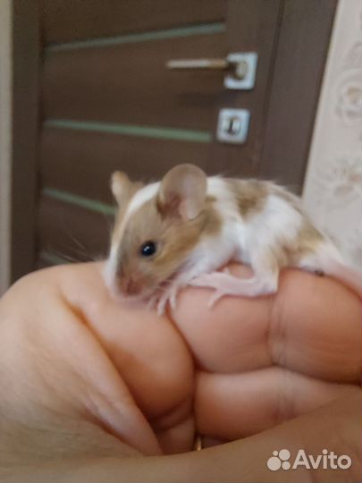 Мышки малышки. Есть клетки