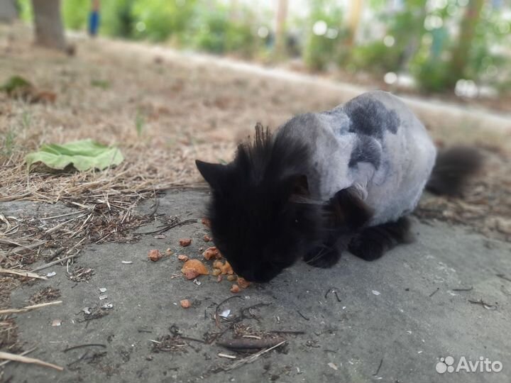 Кошки в добрые руки бесплатно