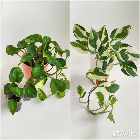 Комнатные растения 8