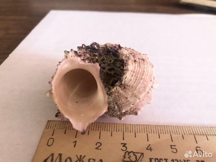 Морские ракушки, звезды