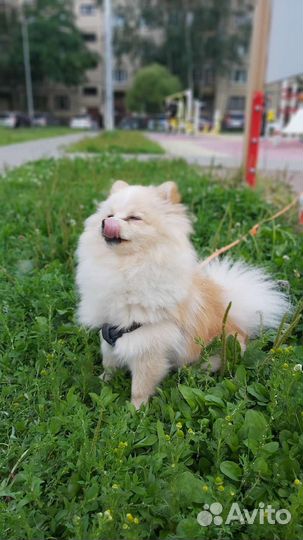 Померанский шпиц вязка