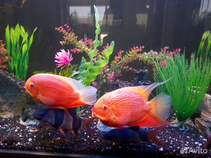 Аквариум - торпеда надежной фирмы 