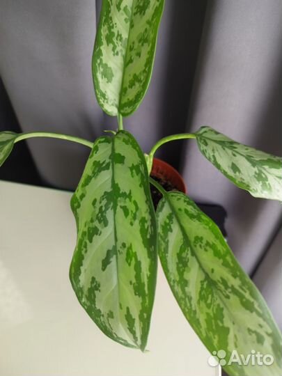 Аглаонема Сильвер квин
