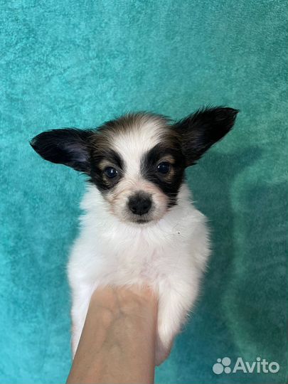 Щенки папийоны