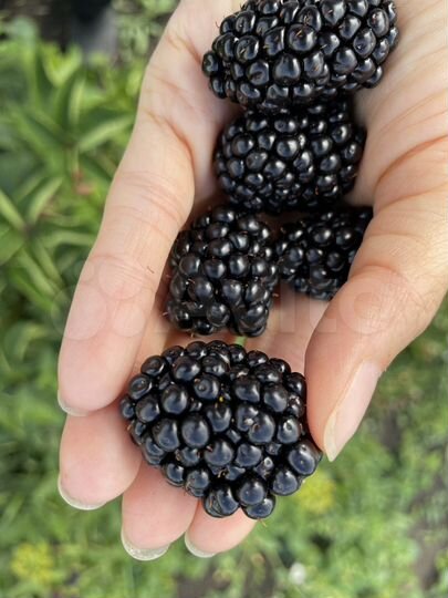 Участок 6 сот. (СНТ, ДНП)