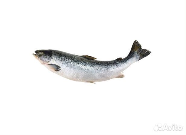 Корм для форели NormFeed (Турция)