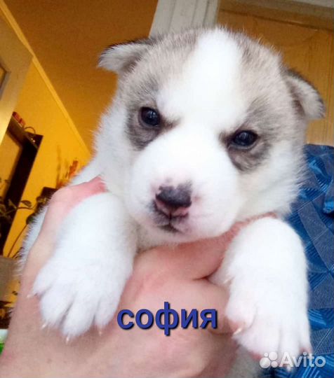 Щенки сибирской хаски девочка