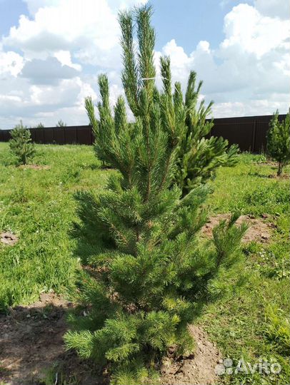 Сосна обыкновенная 2 метра