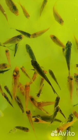 Живая рыба карп кои