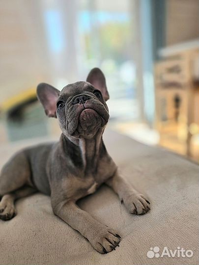 Щенки Французского бульдога