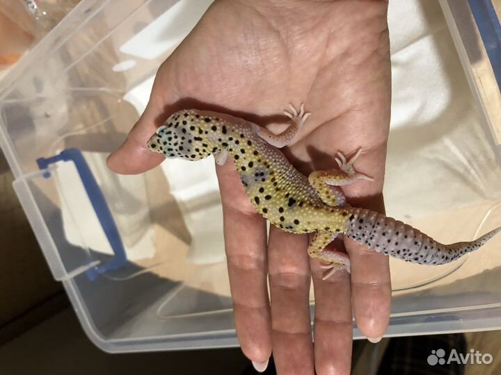 Геккон эублефар