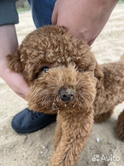 Фотосессия с собакой мальтипу