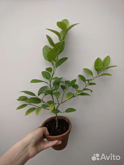 Лимон китайский карлик