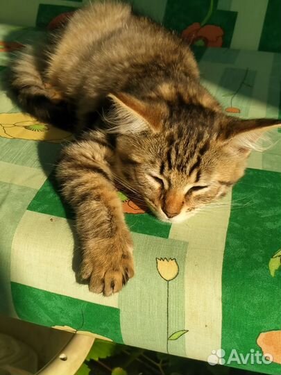 Котенок ручная девочка 3,5 месяца