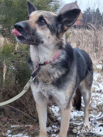 Восточноевропейская овчарка, метис овчарки