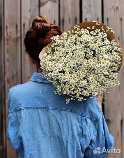 Цветы ромашки