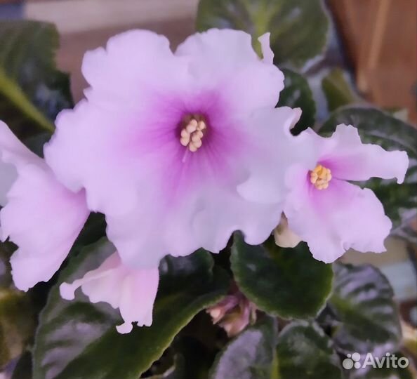 Фиалка.Набор стартеров