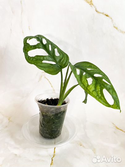 Монстера манки маск