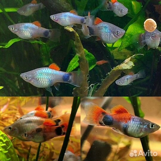 Аквариумные рыбки растения