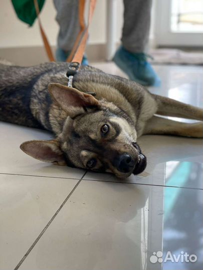 Собака умер хозяин