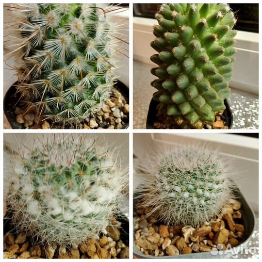 Коллекция маммилярий, ребуция,юбельмания