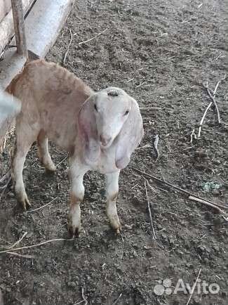 Нубийские козлики