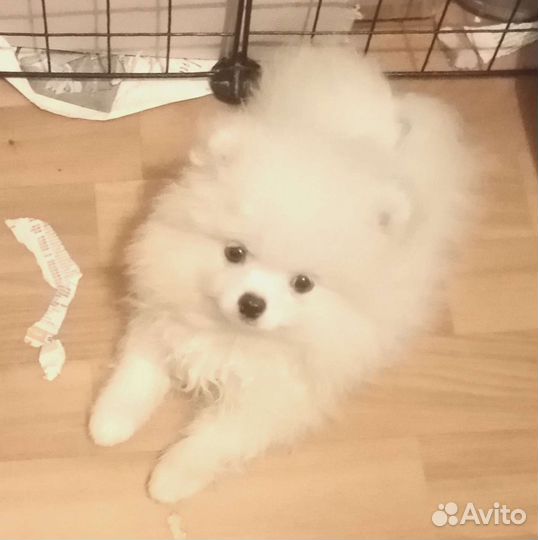 Самый обаятельный щенок