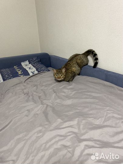 Кошки в добрые руки