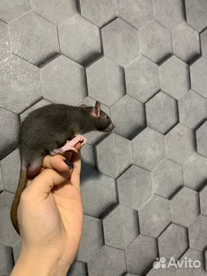 Декоративная крыса