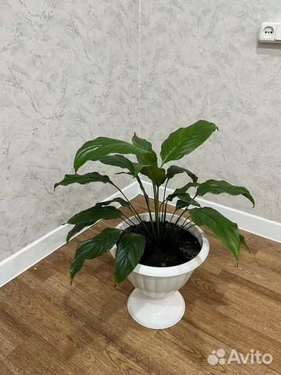 Спатифиллум