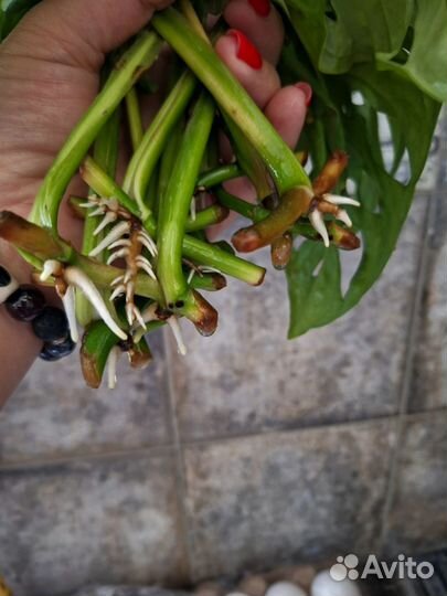 Отростки Монстера маск