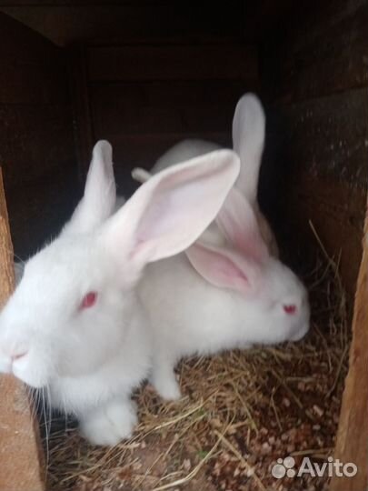 Кролики калифорнийские