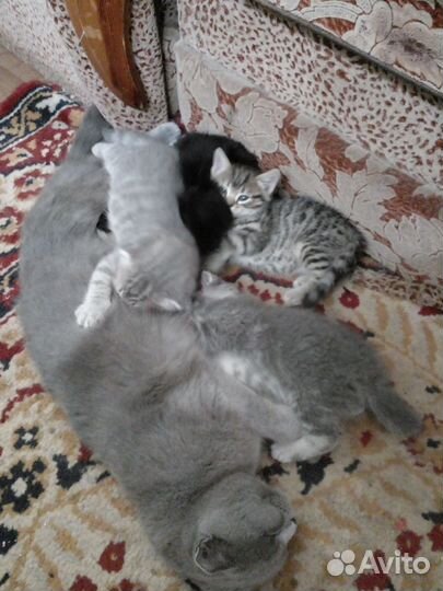 Котята в добрые руки мама британка папа русский