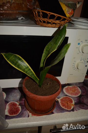 Редкие комнатные растения