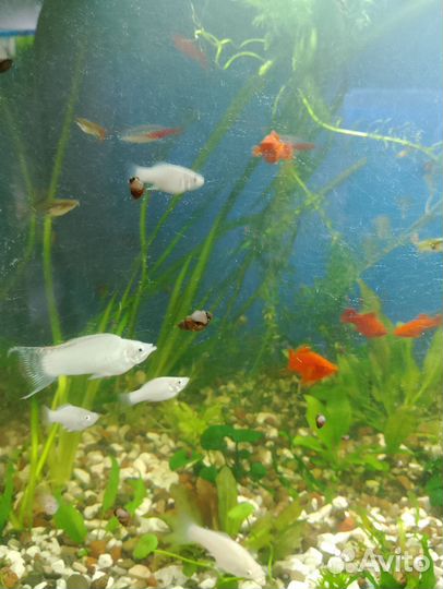 Аквариумные рыбки и растения