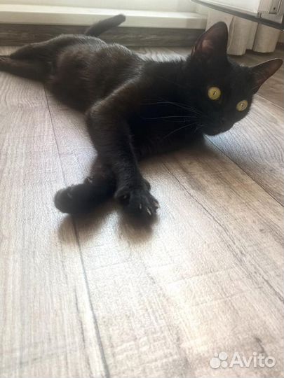 Кошки в добрые руки бесплатно