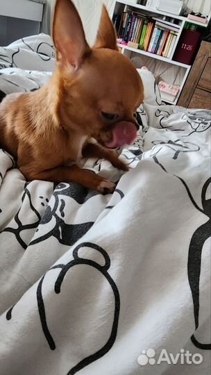 Чихуахуа мини микро