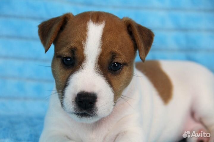Щенки джек рассел терьер