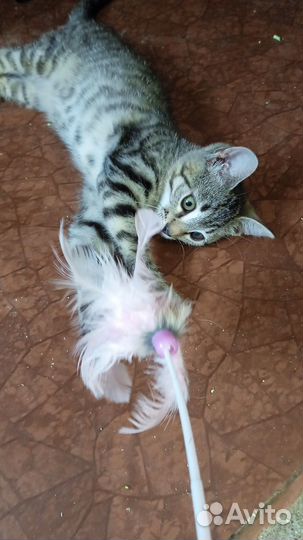 Котята девочки. 2 мес