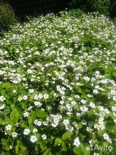 Земклуника саженцы