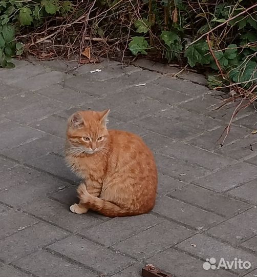 Котята ищут дом