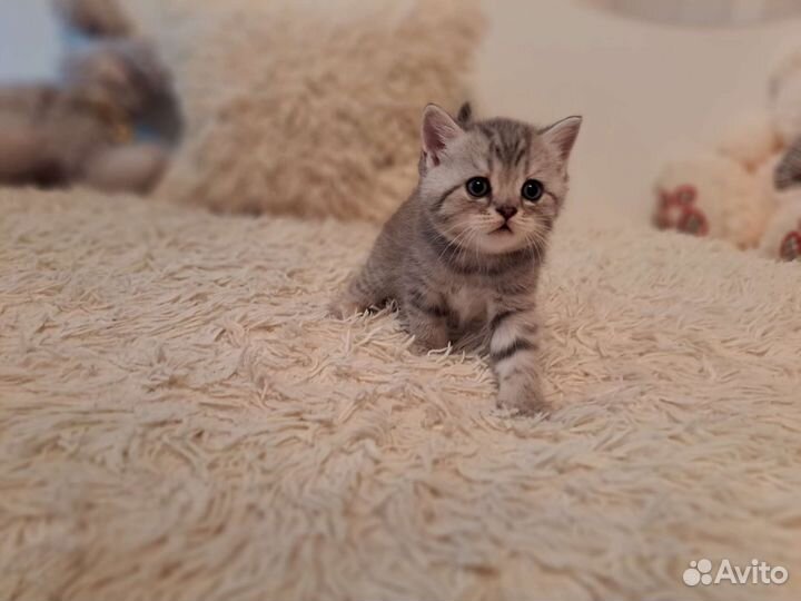 Шотландские вислоухие котята